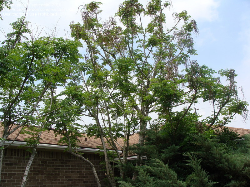 serpent tree,China Doll,عروسک چینی
